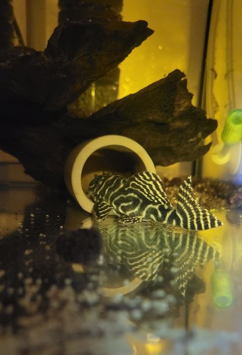 Zbrojnik Hypancistrus L333