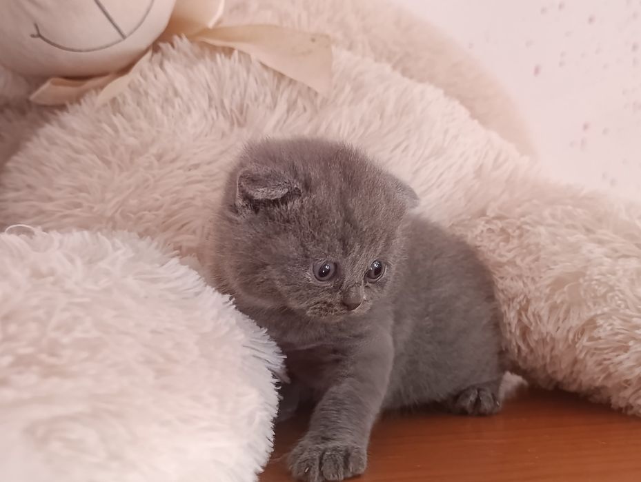 Scottish fold com qualidade