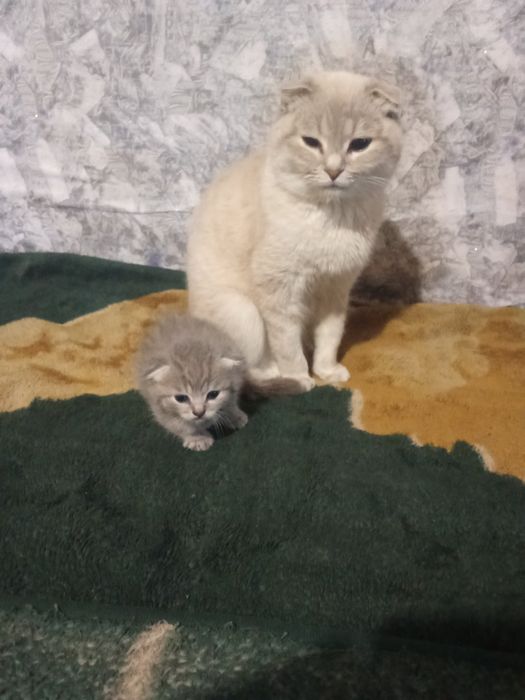 Продається кошенят