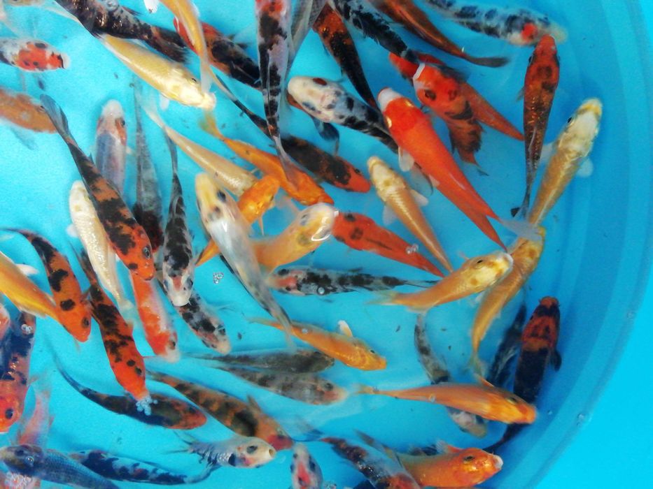 Carpas koi de 7 a 9 cm, faço envios ou entregas