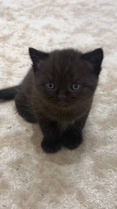 Капучино шотландці кошенята
