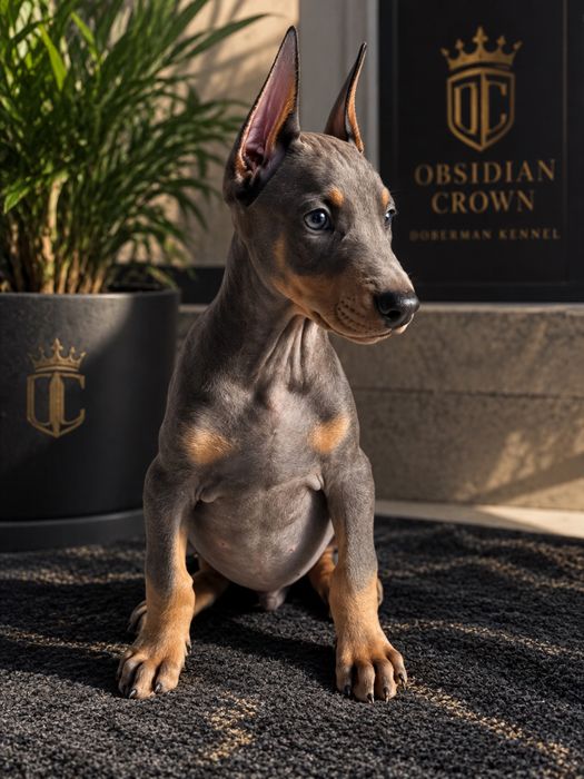 Dobermann blue macho