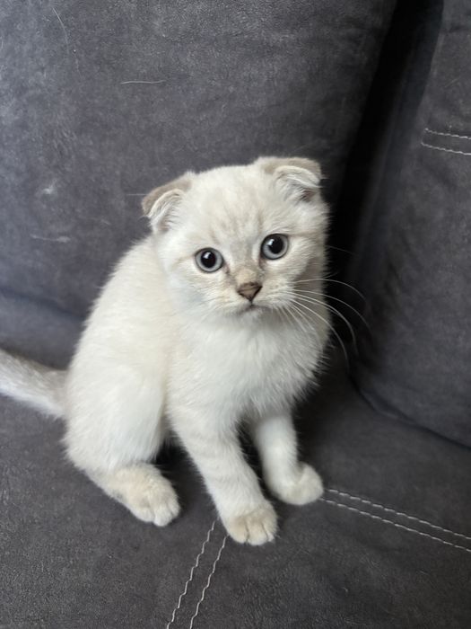Шотландские блю поинт котята. Настоящие! ВИСЛОУХИЕ/ПРЯМОУХИЕ МАЛЬЧИКИ ДЕВОЧКА