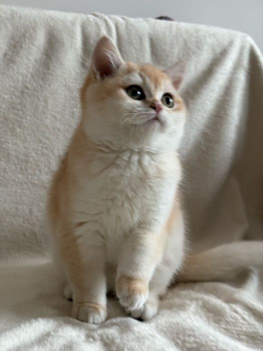 Chłopczyk brytyjski