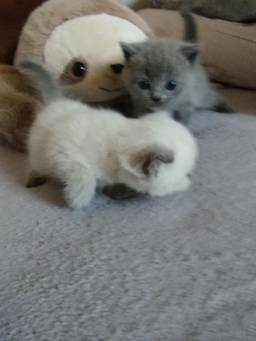 Котики прямовухі