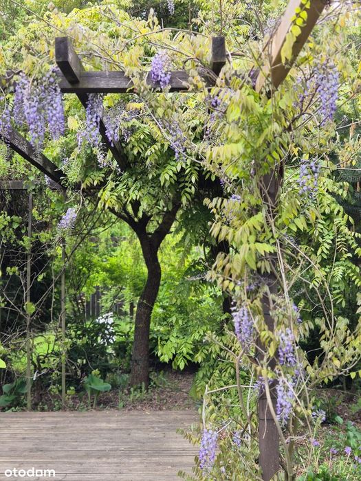 Klimatyczna dawna leśniczówka z pięknym ogrodem w stylu angielskim - Widok 6