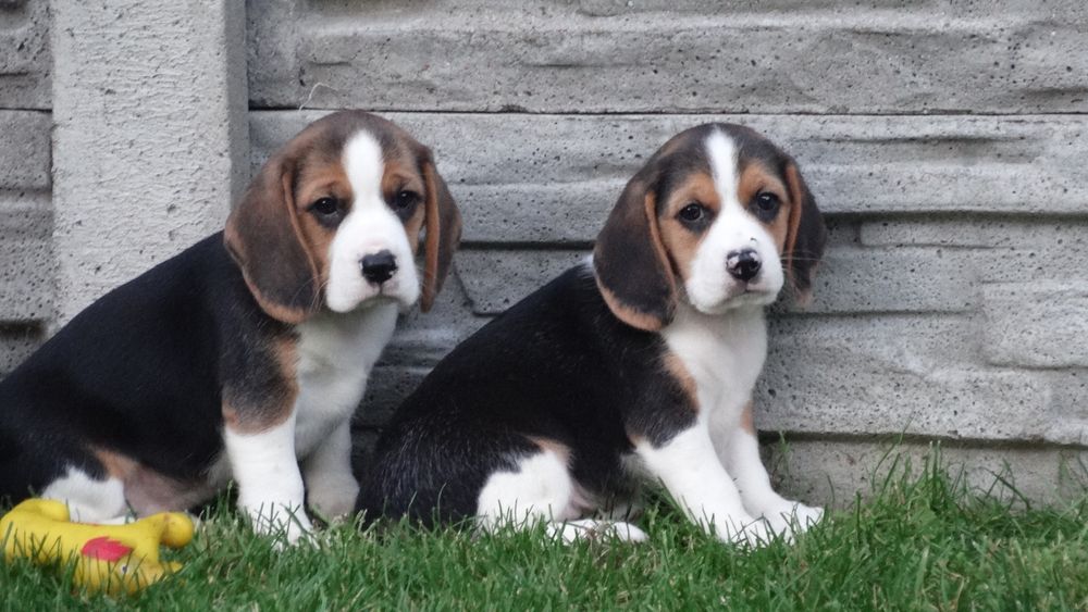 Beagle piesek Tricolor