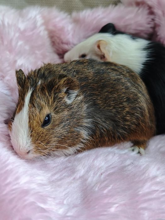 Świnka morska samiec