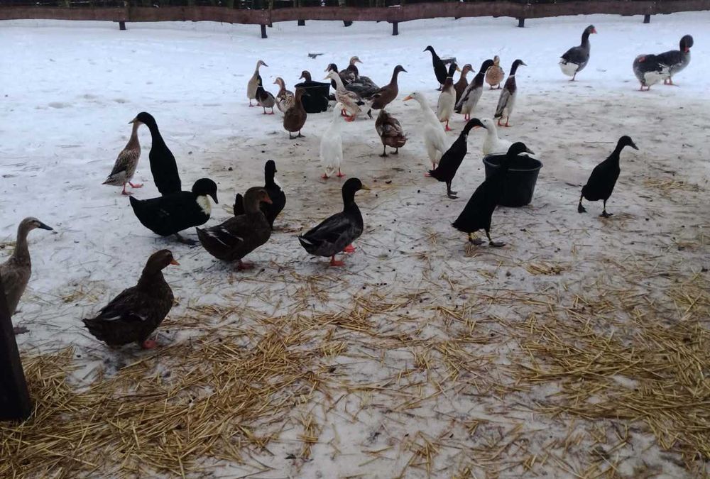 jaja kacze konsumpcyjne 20 szt.