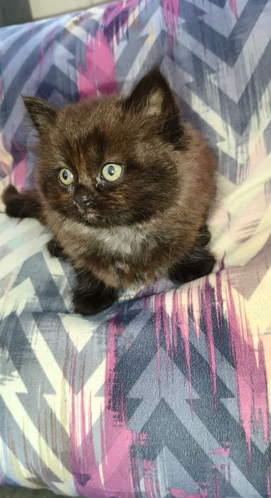 Шотландські кошенята