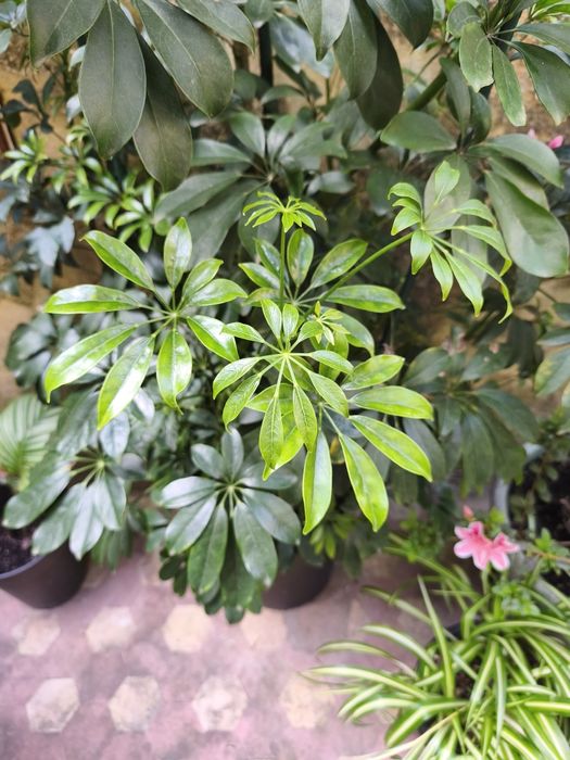 Schefflera, Planta Grande, Planta Alta, decoração, plantas, jardim