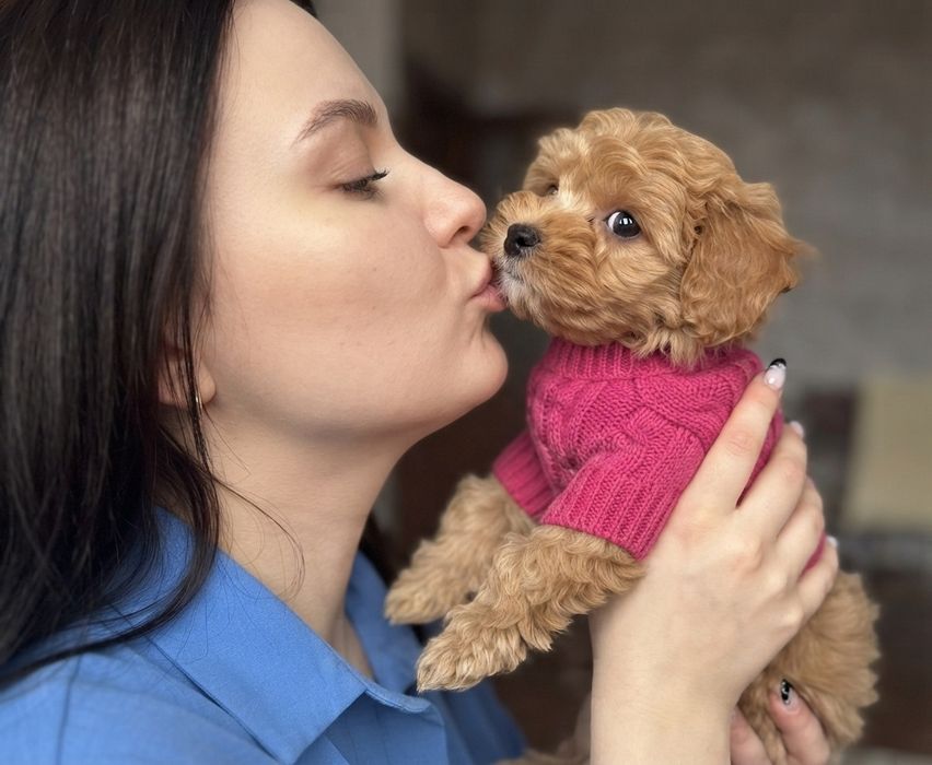 Супер міні цуцики мальтіпу ф1. мальтіпу маленькі красуні