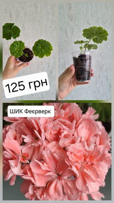 Сортова пеларгонія