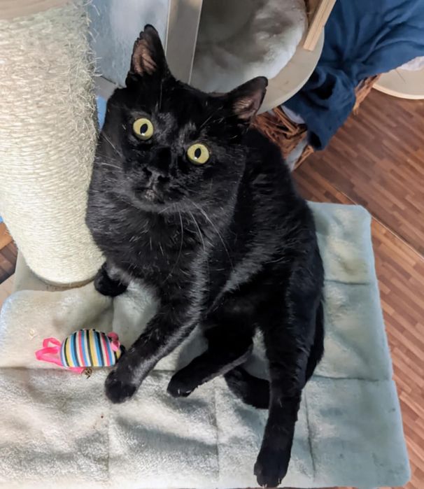 Czarny kocur Kot węgielek szuka domu