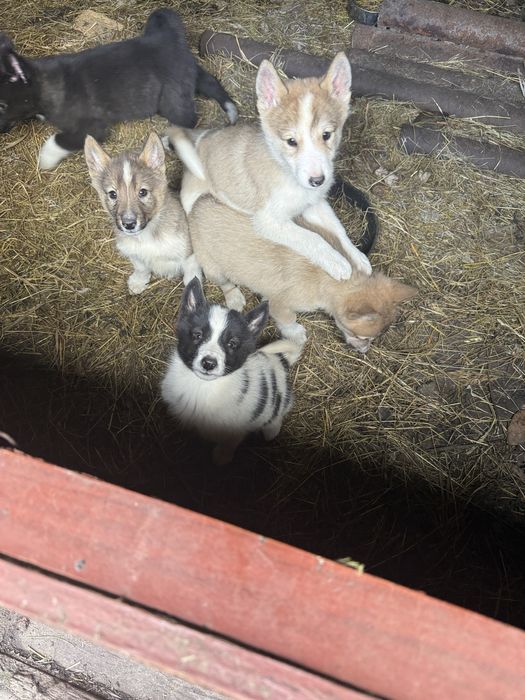 Продам цуценята Лайки