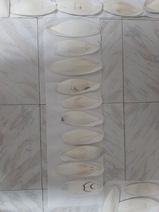 Cascas de Choco - Cálcio 100% Natural