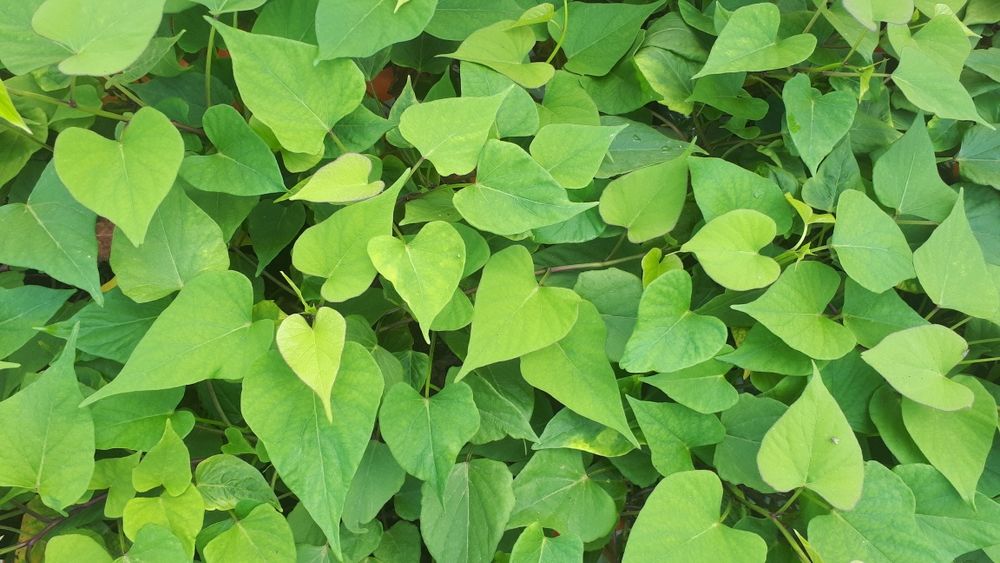 batata doce várias variedades limpas de vírus.