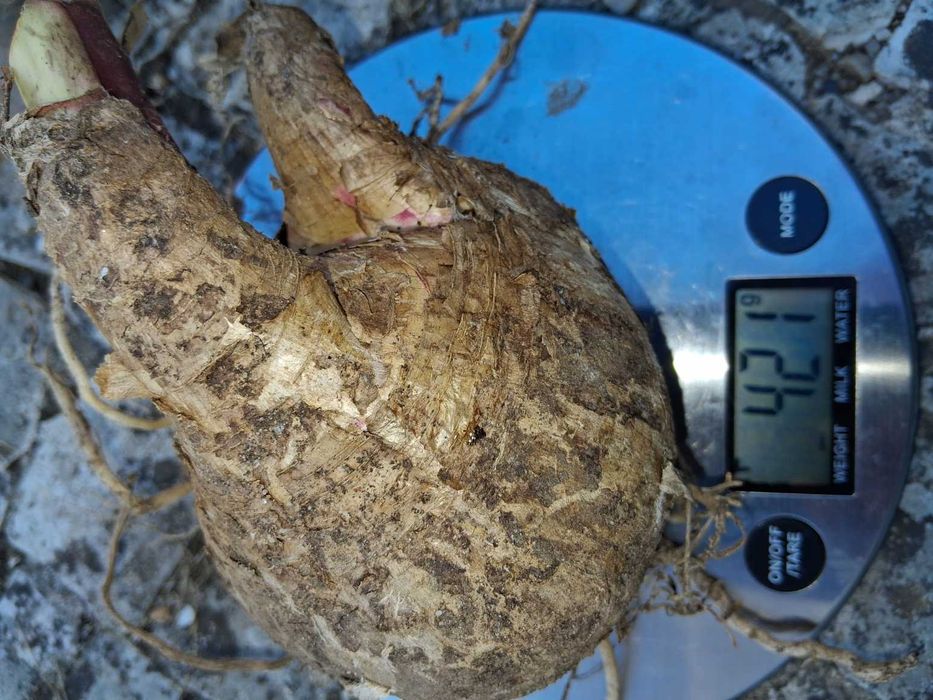 Bolbos Amaryllis Belladonna