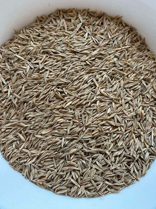 Mieszanka traw lucerna koniczyna gorzowska kupkowka festulolium trawa