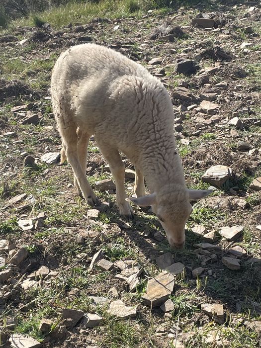 Vendo borrego  muito mansinho