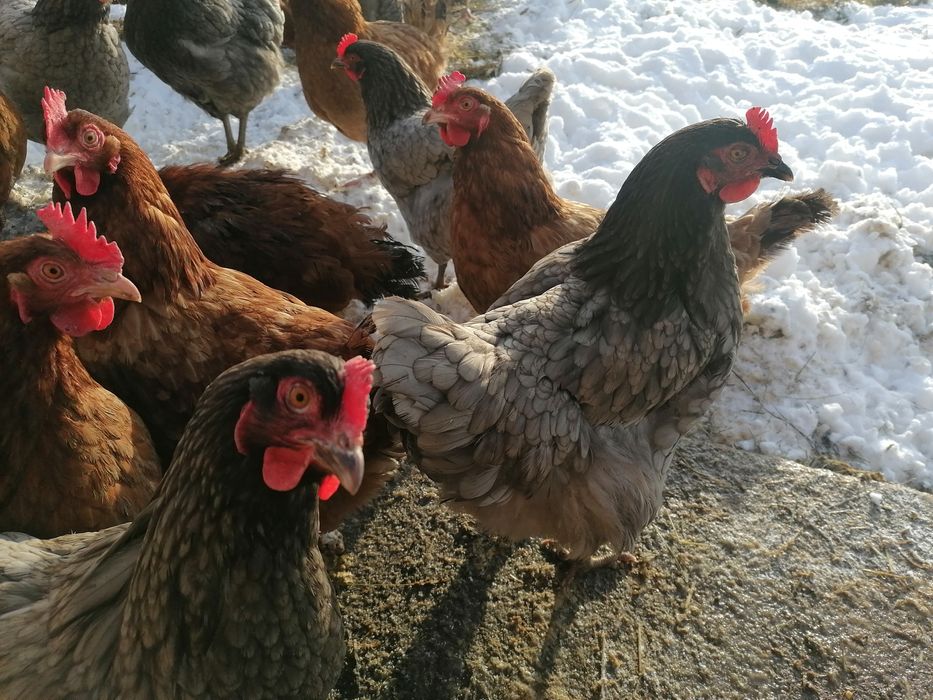 Sprzedaż swojskich jaj