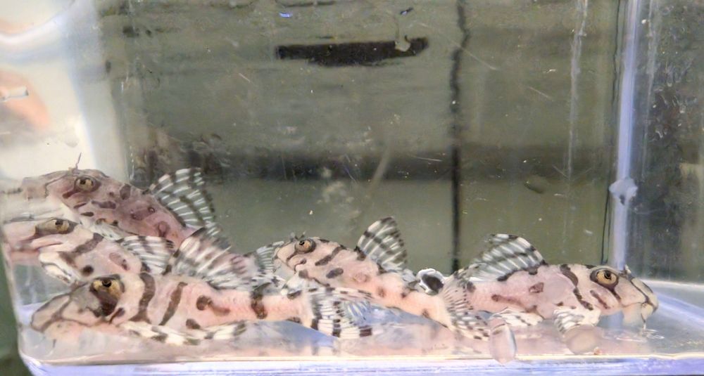 L236 super brancos 3/6cm hypancistrus