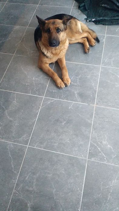 Знайшовся пес СТ Родзинка