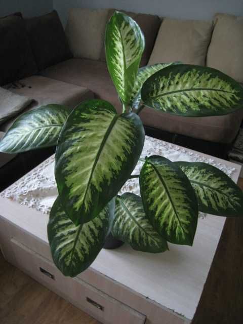 Difenbachia, kwiat doniczkowy