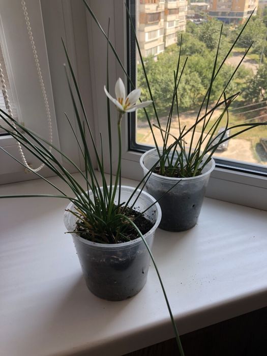 Зефирантес выскочка