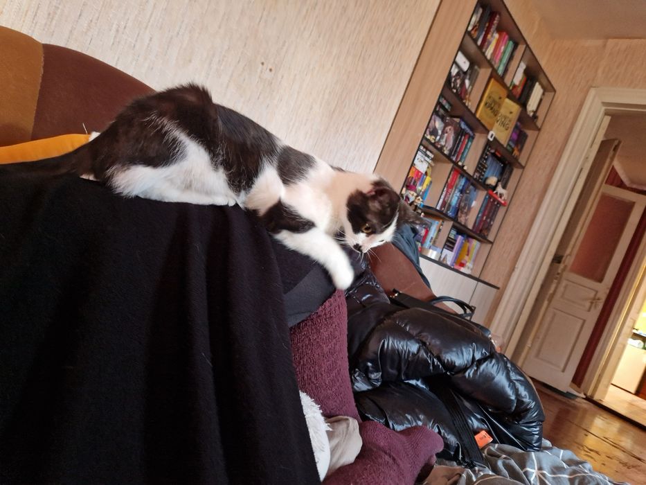 Кошеня, кіт, котики