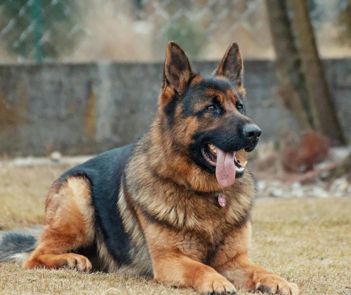 Цуценята метиси овчарки  безкоштовно