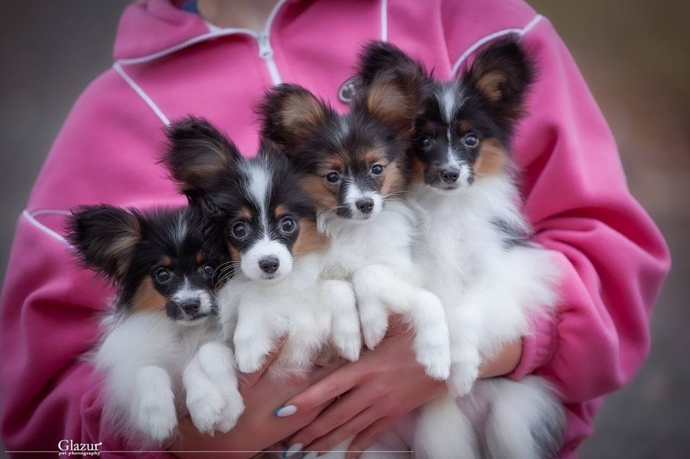 Профразведение. Щенки папильона