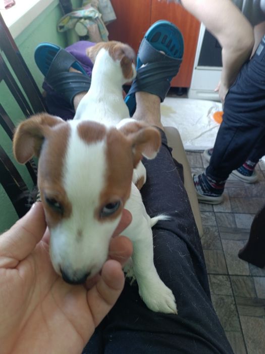 Щенята Джек Рассел