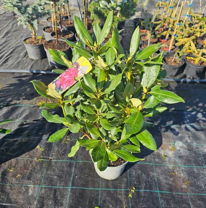 Рододендрони продаж саджанців