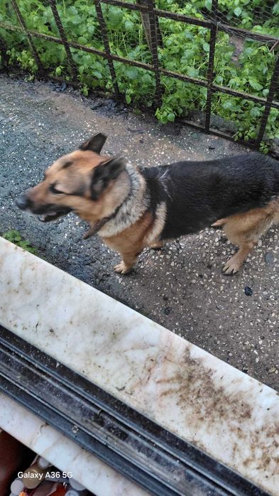 Leão - Para Adopção