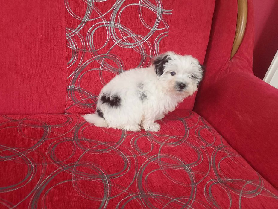 Morkie&hybryda& Maltańczyk& york