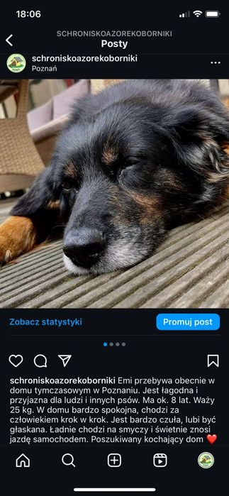 Słodka grzeczna Emi = FREJA szuka donkun