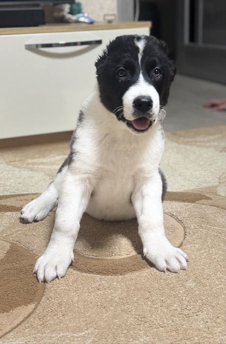 Цуценя алабай хлопчик