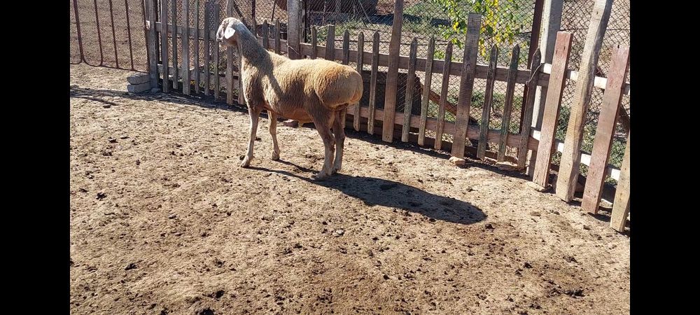 Курдючные бараны,ярки.