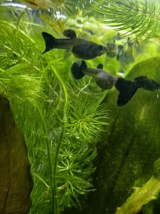Rasowy Narybek Gupiki Full Black, czarne, moskiewskie