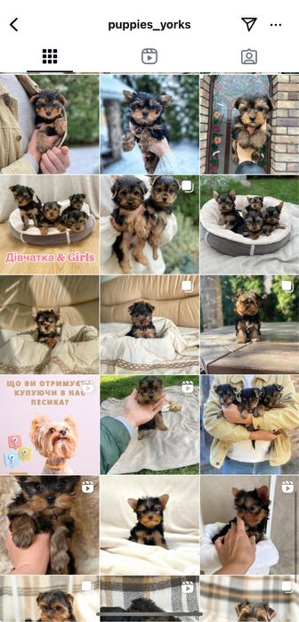 Йорчики хлопчики та дівчатка на свята)