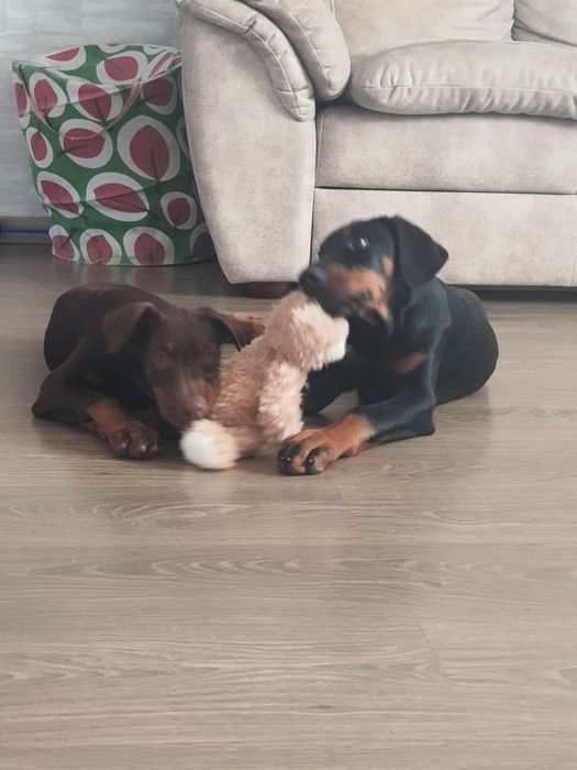 Шикарные мальчишки и днвчёнки добермана КСУ-FCI