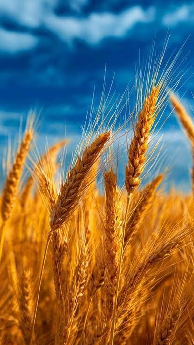 Продам пшеницю та ячмінь