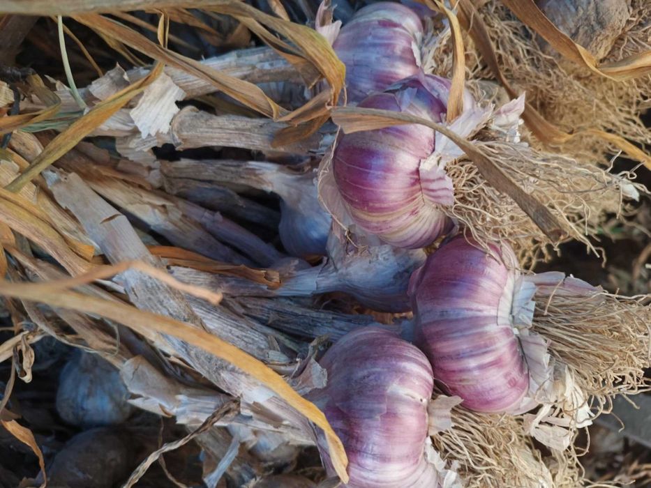 Sprzedam piękny czosnek harnaś gruby