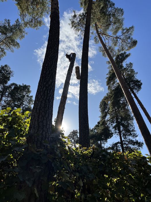 Зрізання дерев, Кронування, Спил, Валка, Обрізка, Зачистка території