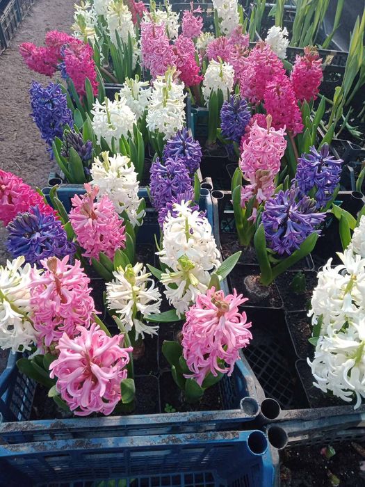 Гіацинти до 8 березня.