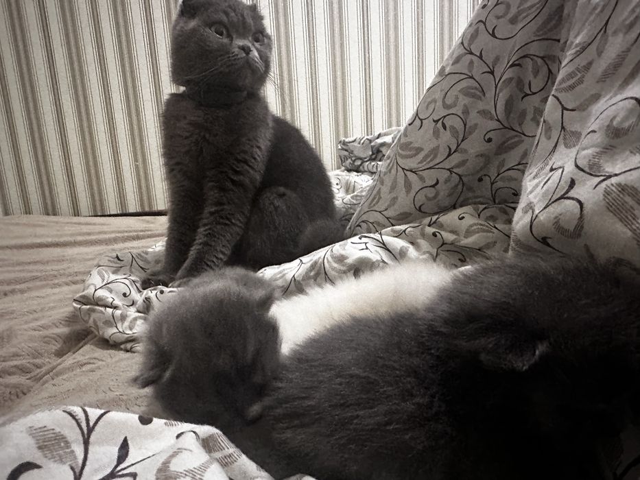 Візьму бронь на кошеня