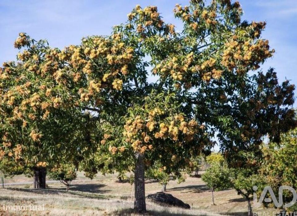 Terreno Agrícola em