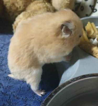 Королівський хом'як