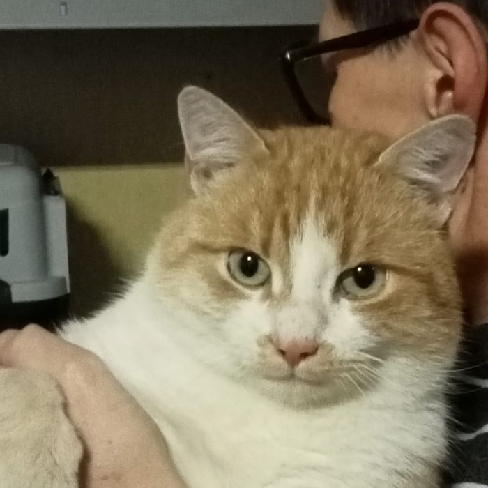 Oddam kota w dobre ręce